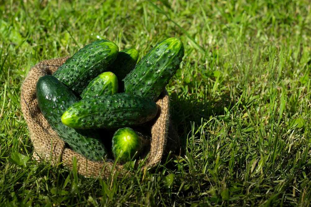 Toraf TORAF VEGETABLES Agurkų Ares F1 sėklos 5g