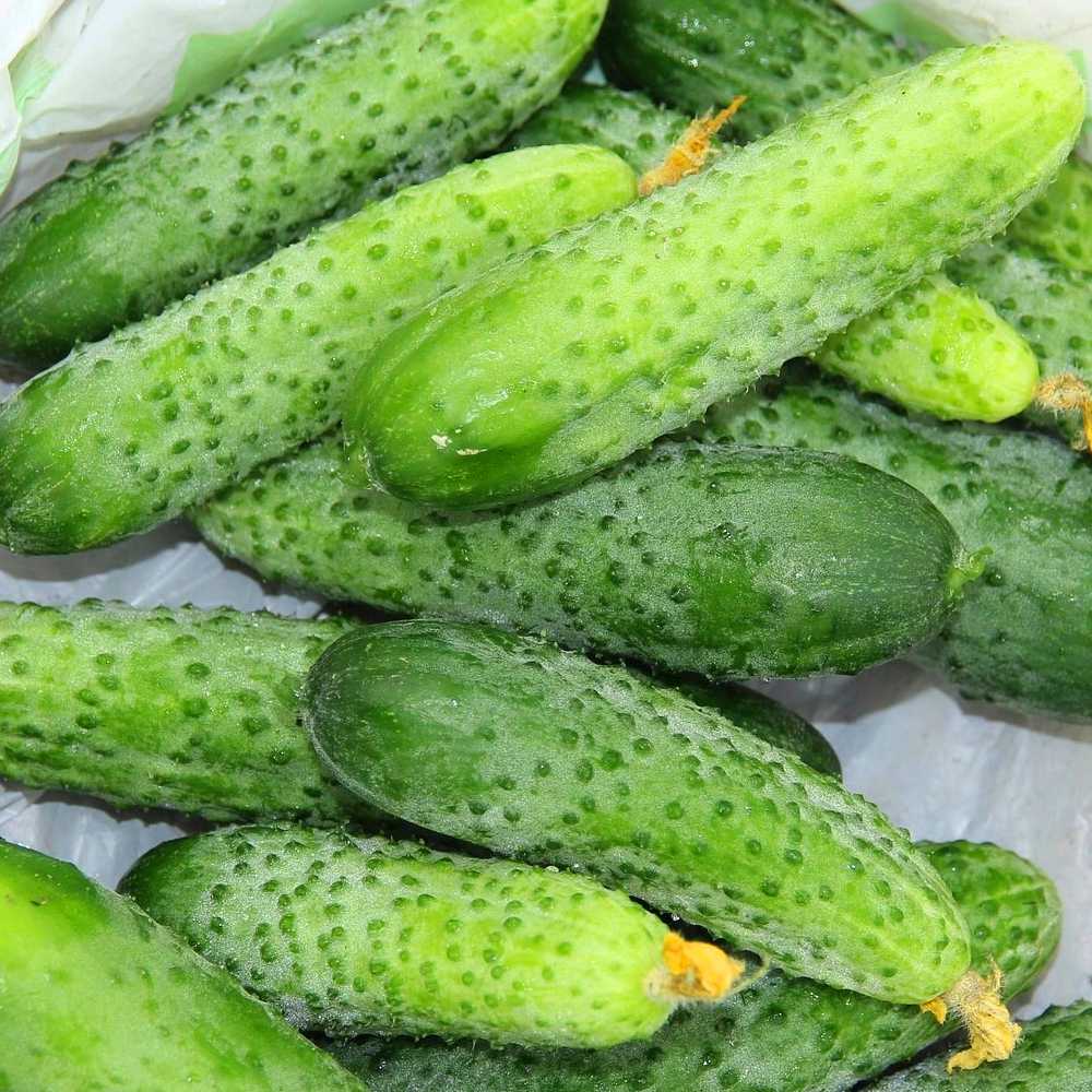 Cucumber Ground Portal PNOS Seeds on Tape, 6m Roll