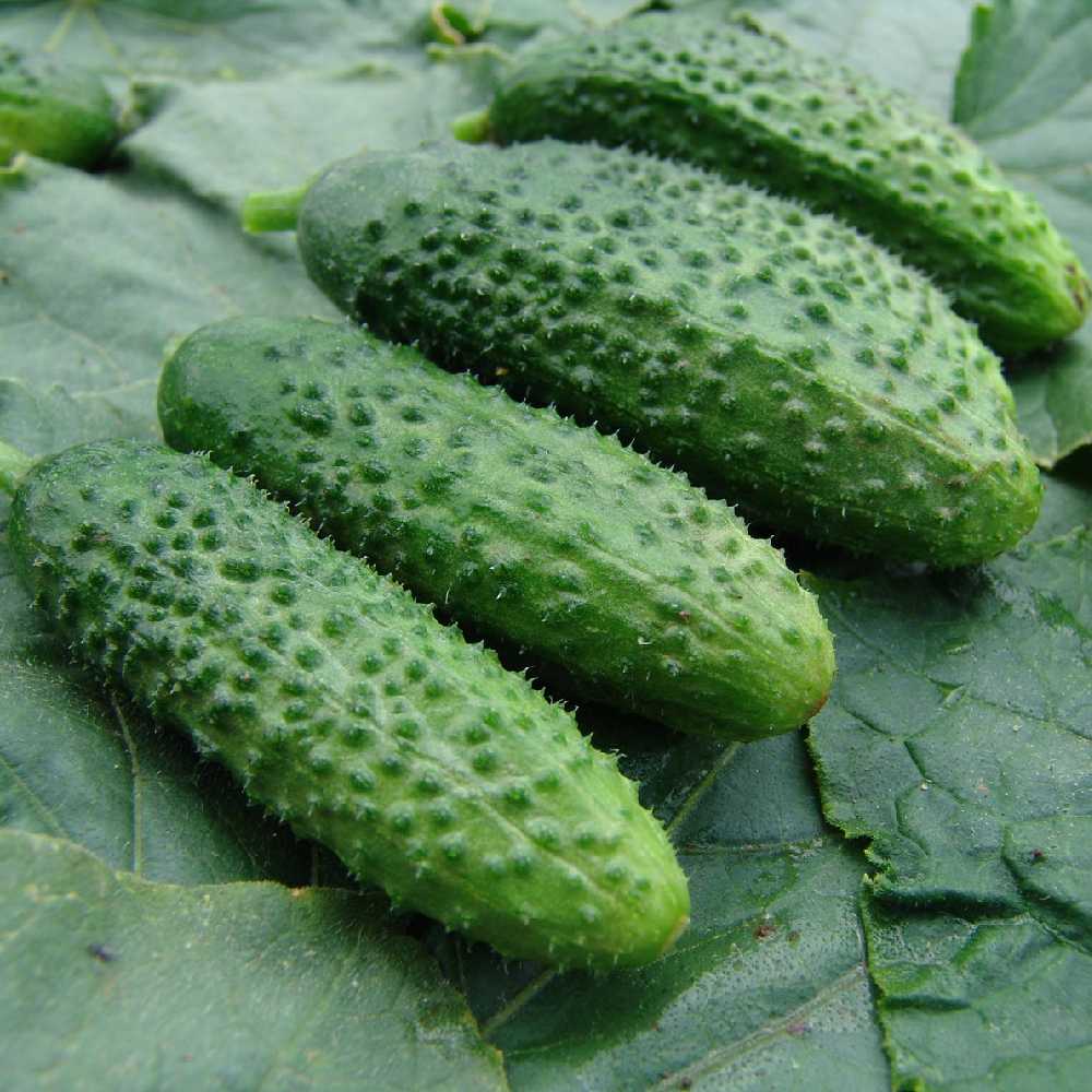 Cucumber Ground Portal PNOS Seeds on Tape, 6m Roll