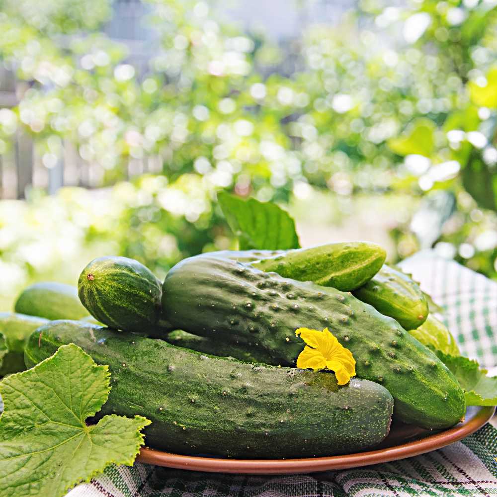 Cucumber Ground Portal PNOS Seeds on Tape, 6m Roll