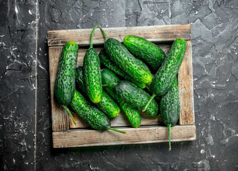 Cucumber Krak F1 Toraf Vegetable Seeds, 5g Package