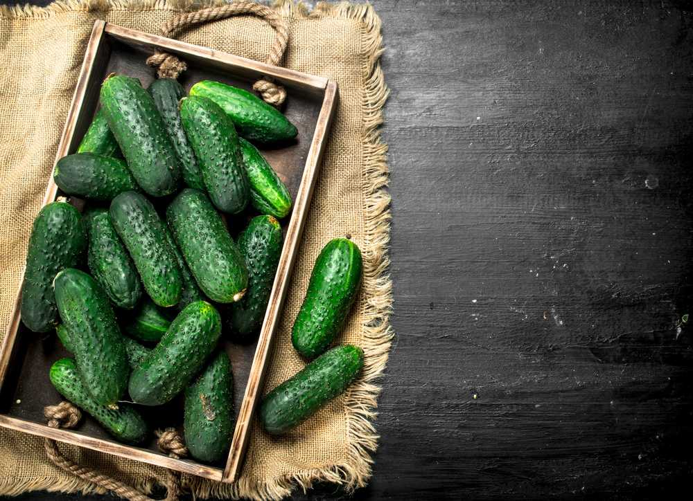Cucumber Krak F1 Toraf Vegetable Seeds, 5g Package