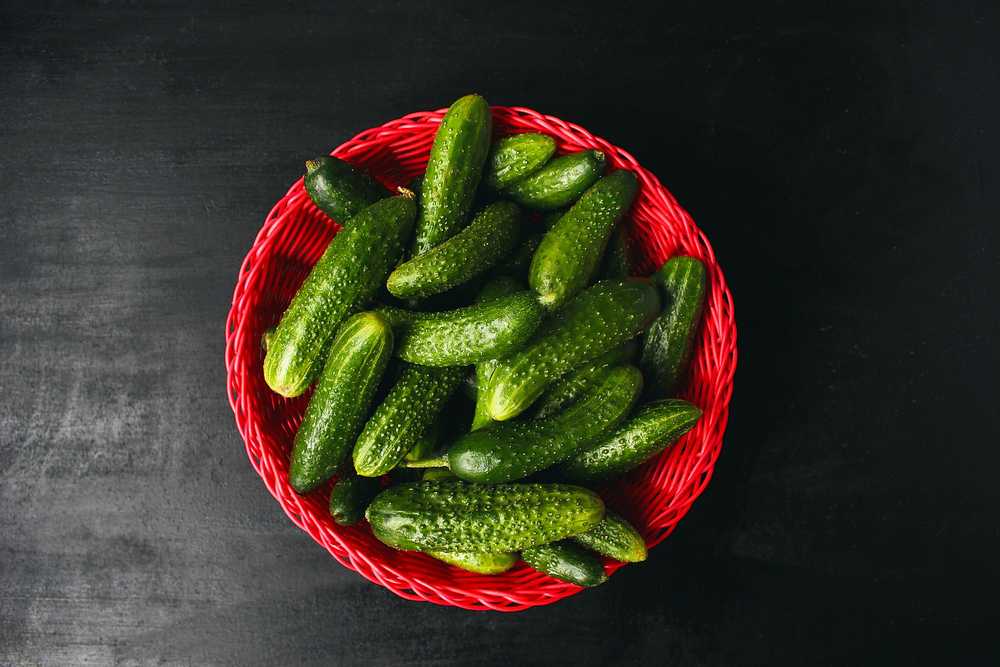 Cucumber Krak F1 Toraf Vegetable Seeds, 5g Package