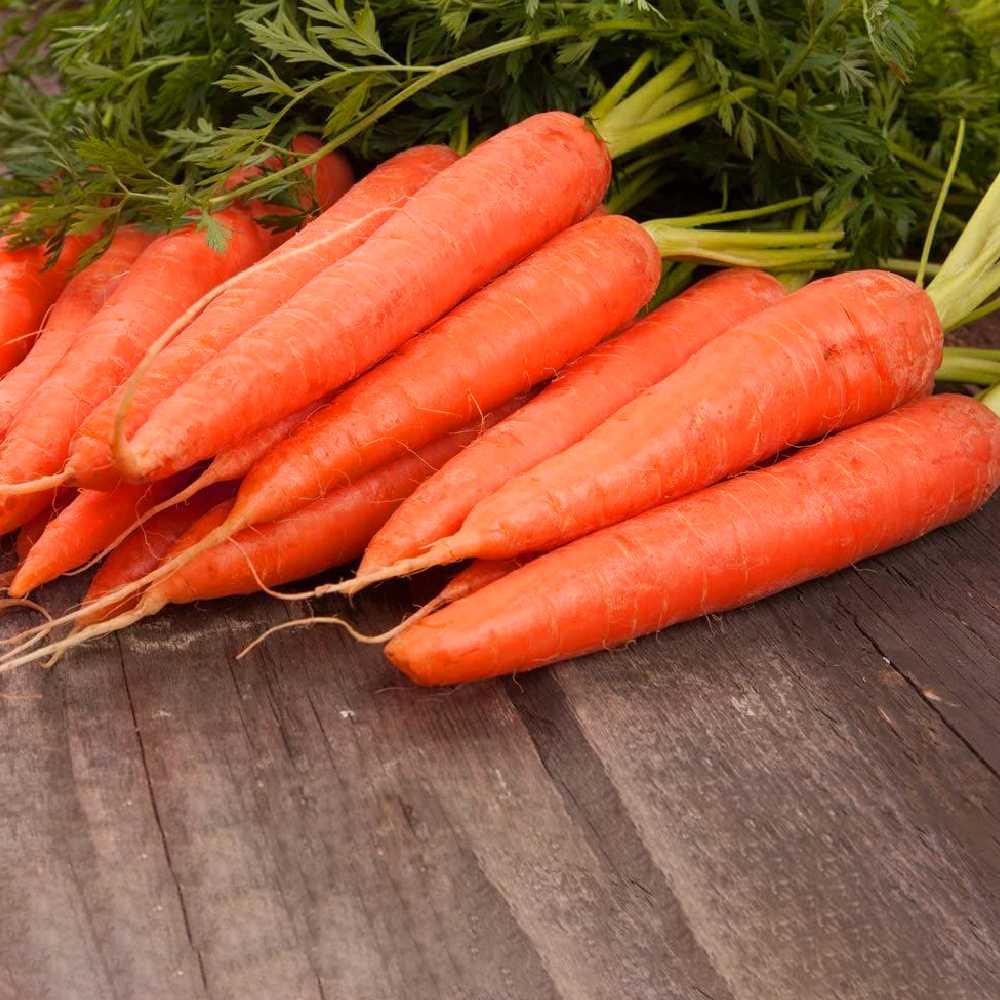 Edible Carrot Dolanka PNOS Seeds on Tape, 6m Tape