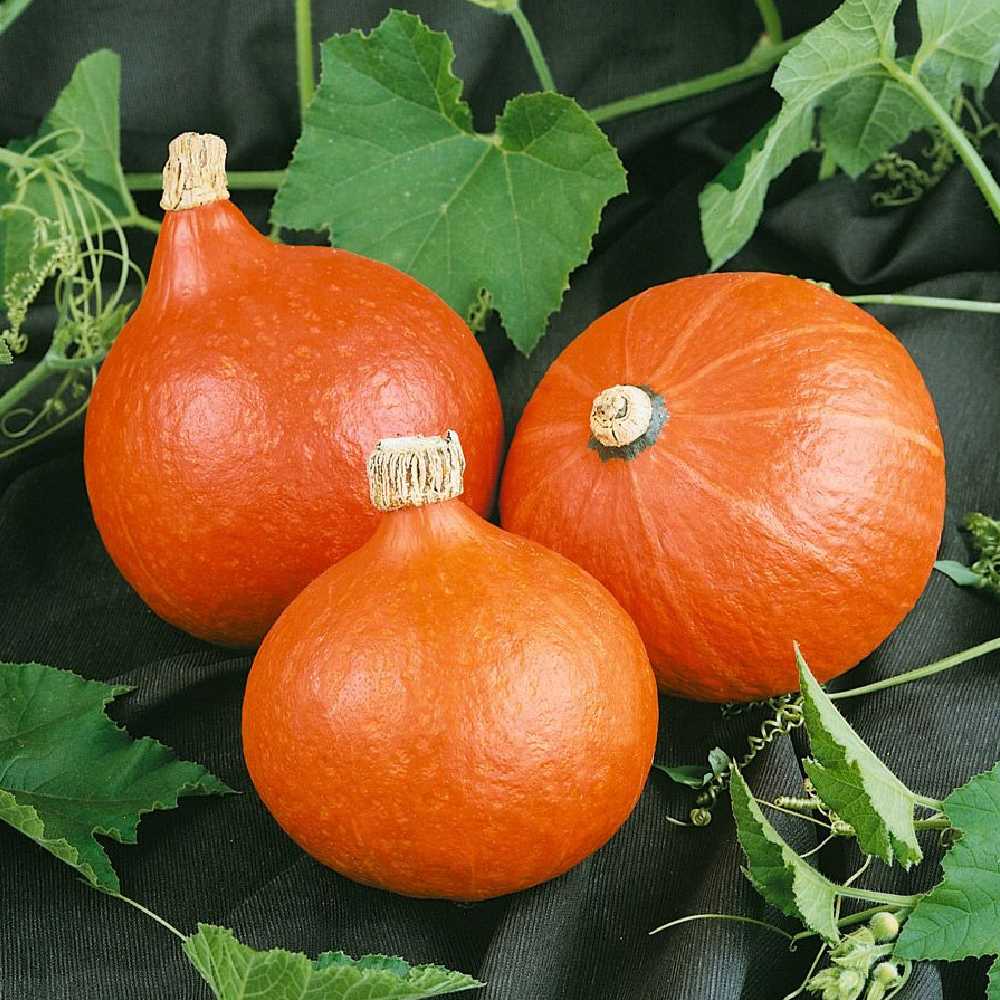 Giant Pumpkin Dolores PNOS Vegetable Seeds, 5g Packaging