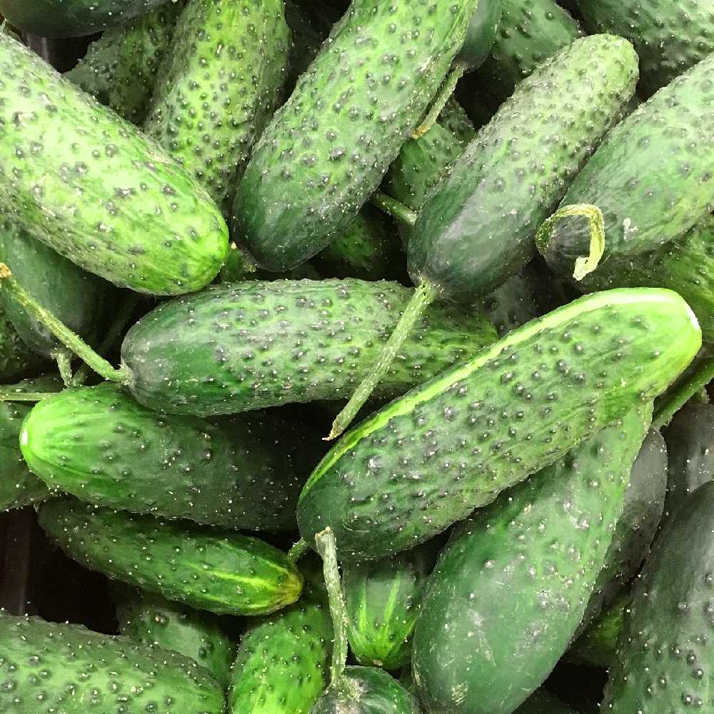 Ground Cucumber Reja F1 PNOS Seeds on Tape, 6m Tape