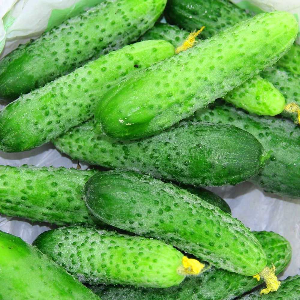 Ground Cucumber Reja F1 PNOS Seeds on Tape, 6m Tape