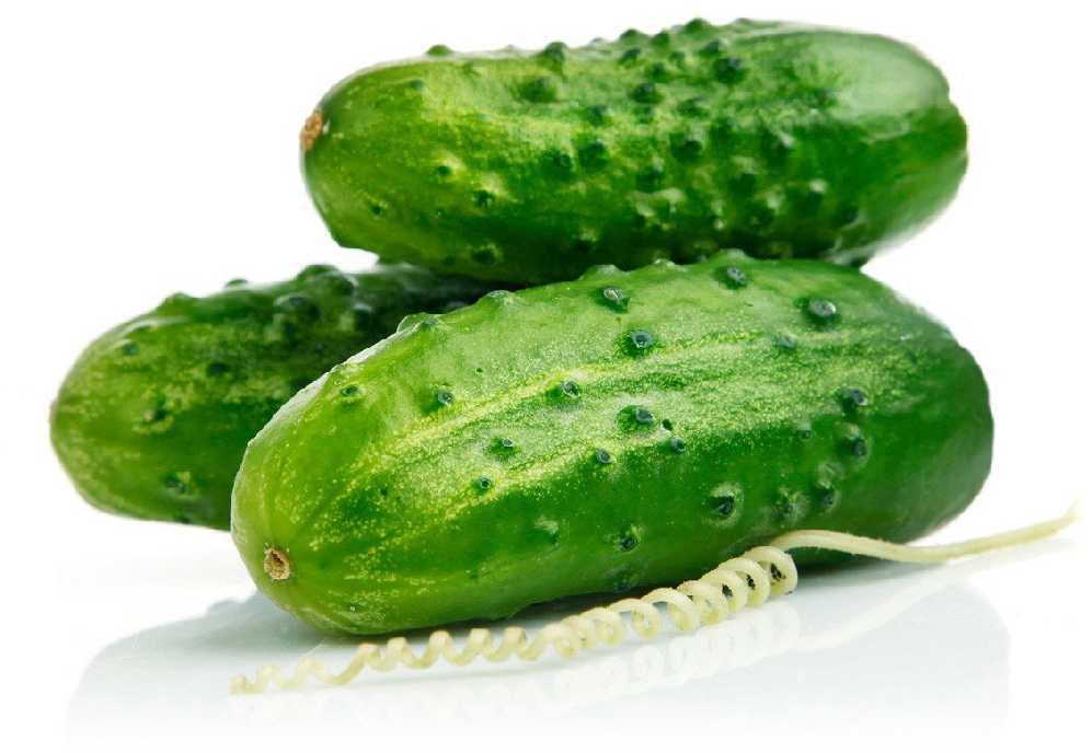 Ground Cucumber Reja F1 PNOS Seeds on Tape, 6m Tape