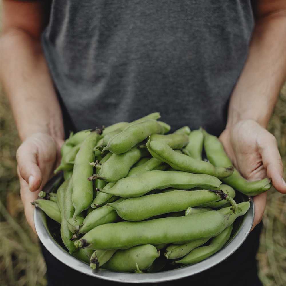 Jankiel Baltas Bean PNOS Vegetable Seeds, 50g Package