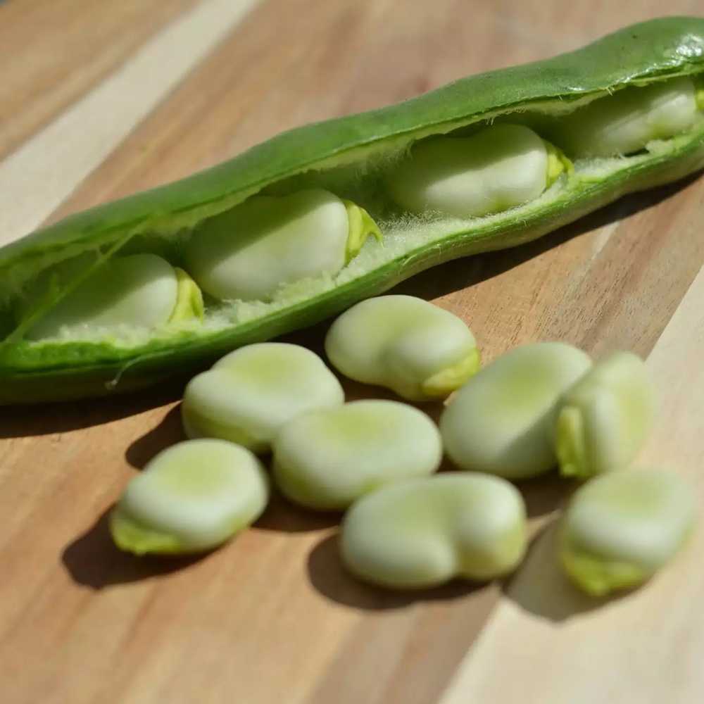 Jankiel Baltas Bean PNOS Vegetable Seeds, 50g Package