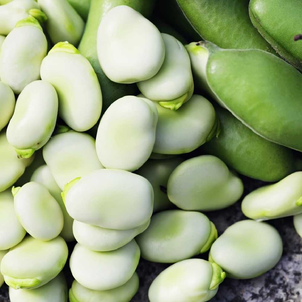 Jankiel Baltas Bean PNOS Vegetable Seeds, 50g Package