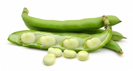 Jankiel Baltas Bean PNOS Vegetable Seeds, 50g Package