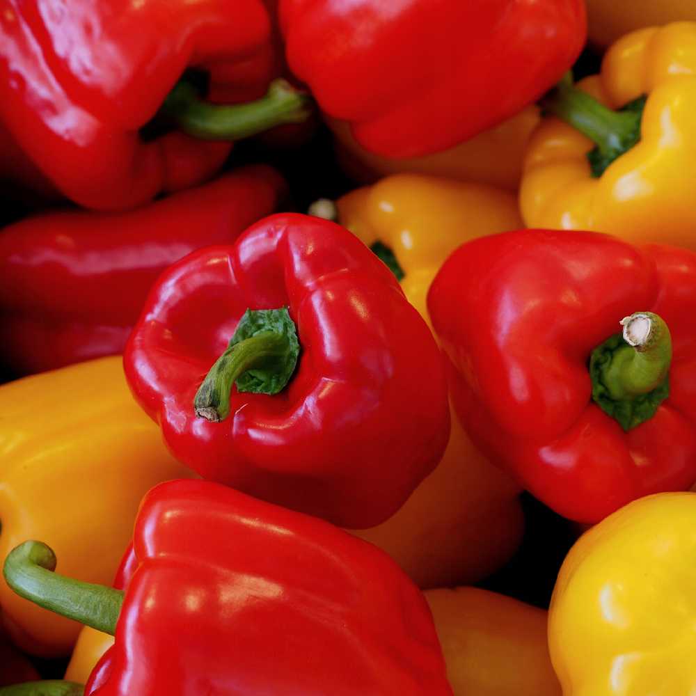 Jolanta Pepper PNOS Vegetable Seeds, 0.5g Package