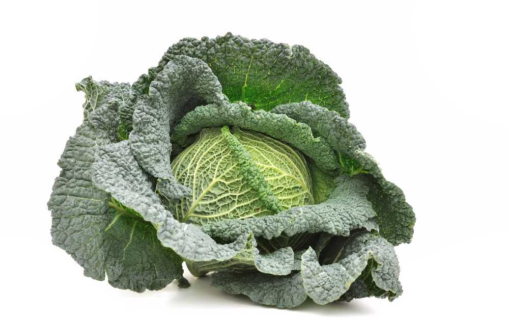 Langedi Cabbage PNOS Vegetable Seeds, 2g Package