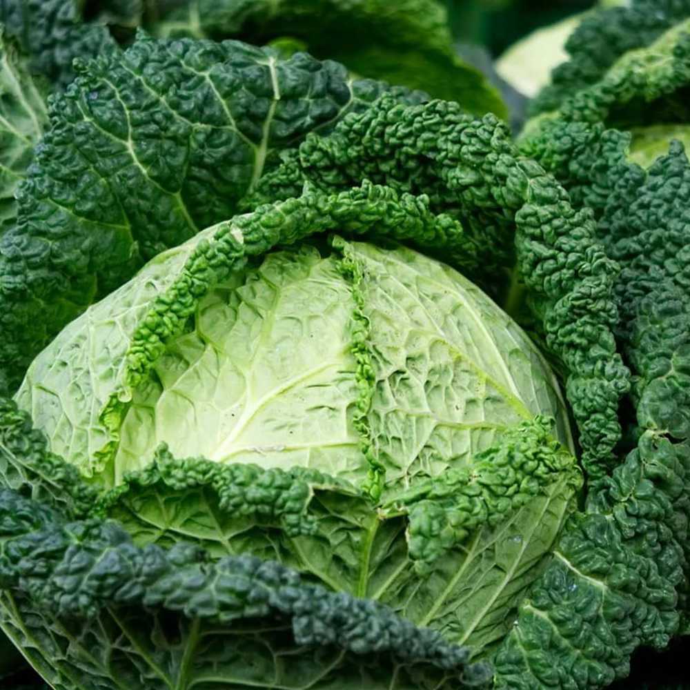 Langedi Cabbage PNOS Vegetable Seeds, 2g Package