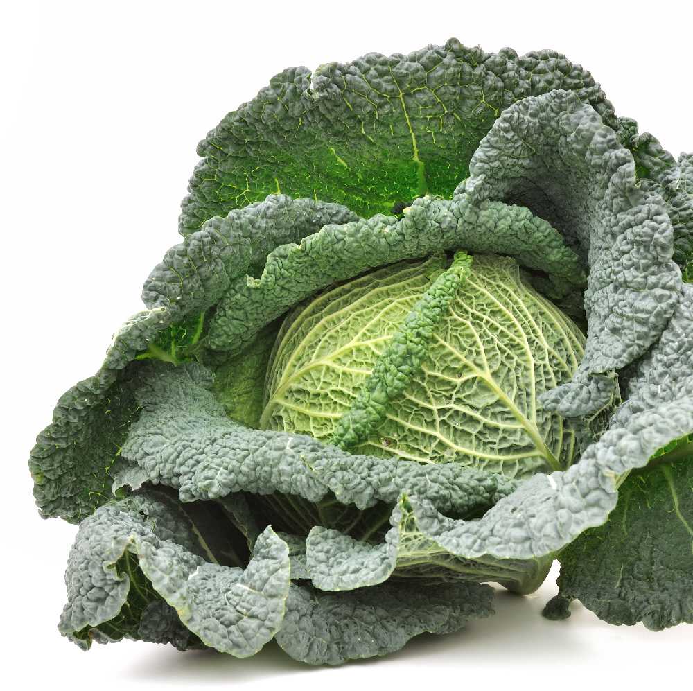 Langedi Cabbage PNOS Vegetable Seeds, 2g Package