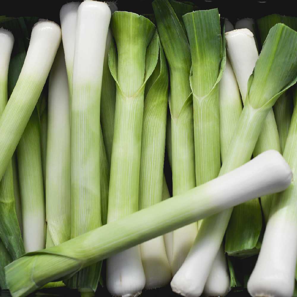 Leek Starozagorski Kamush PNOS Vegetable Seeds, 1g Pack