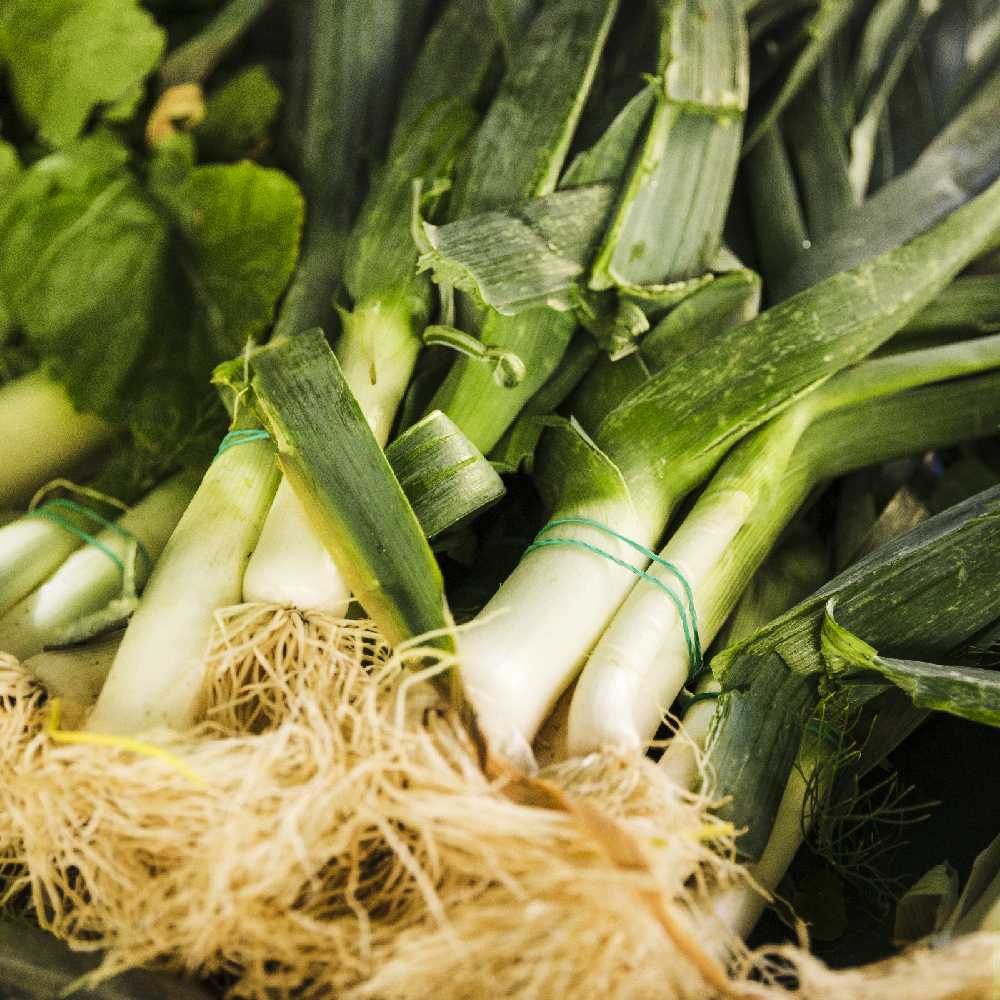 Leek Starozagorski Kamush PNOS Vegetable Seeds, 1g Pack