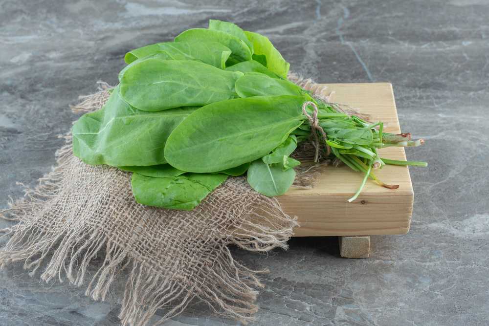 Toraf TORAF VEGETABLES Naujosios Zelandijos špinatų sėklos 5 g