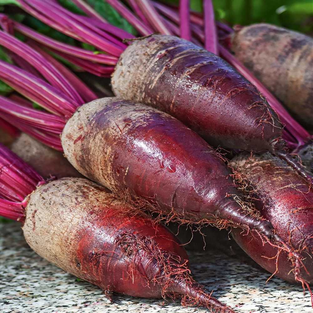 Opole Beetroot PNOS Seeds on Tape, 6m Roll