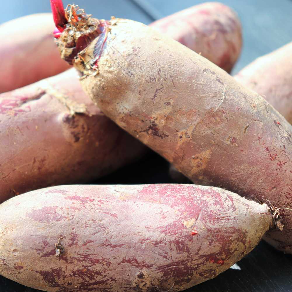 Opole Beetroot PNOS Seeds on Tape, 6m Roll