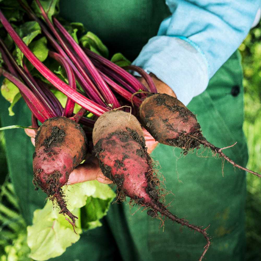 Opole Beetroot PNOS Seeds on Tape, 6m Roll