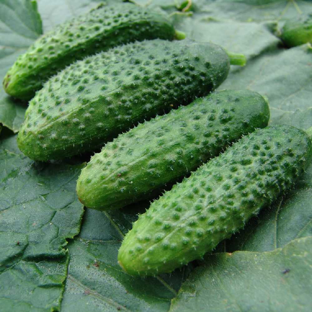 Pnos Sremski F1 Ground Cucumber Seeds on Tape, 6m Roll