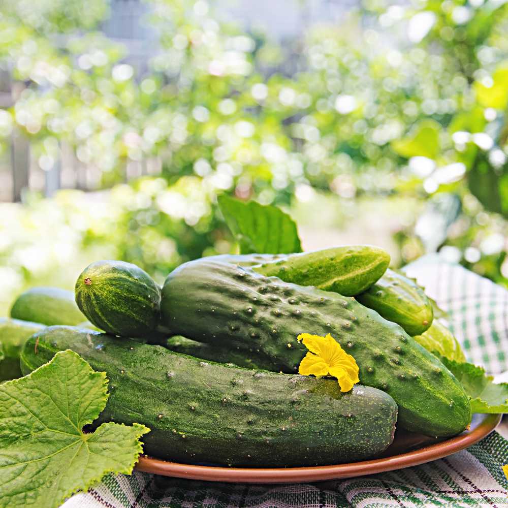 Pnos Sremski F1 Ground Cucumber Seeds on Tape, 6m Roll
