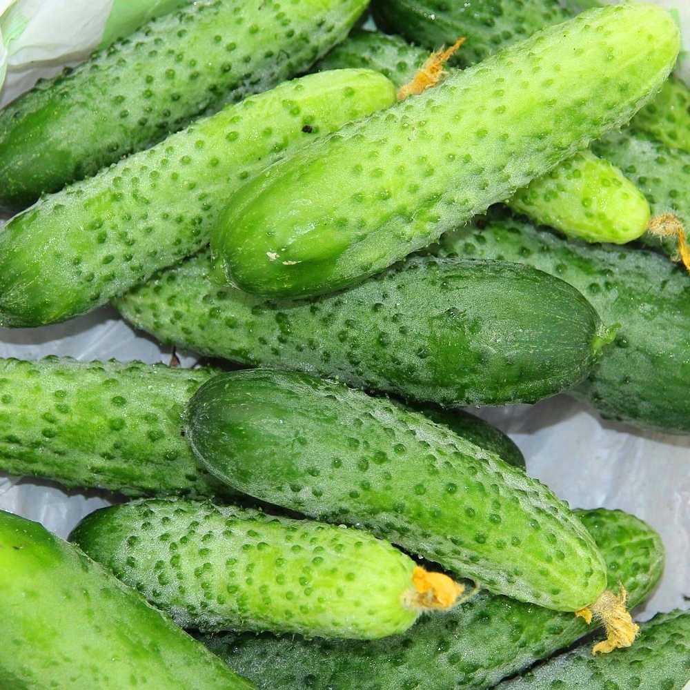 Pnos Sremski F1 Ground Cucumber Seeds on Tape, 6m Roll