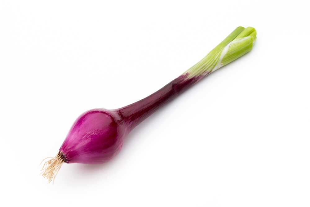 Toraf sėklos, raudonieji togos svogūnai, 1 g