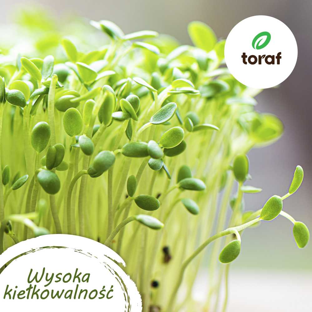 Toraf TORAF Rinkinys NASION SYMFONIA SMAKÓW - 12 OPAKOWAŃ