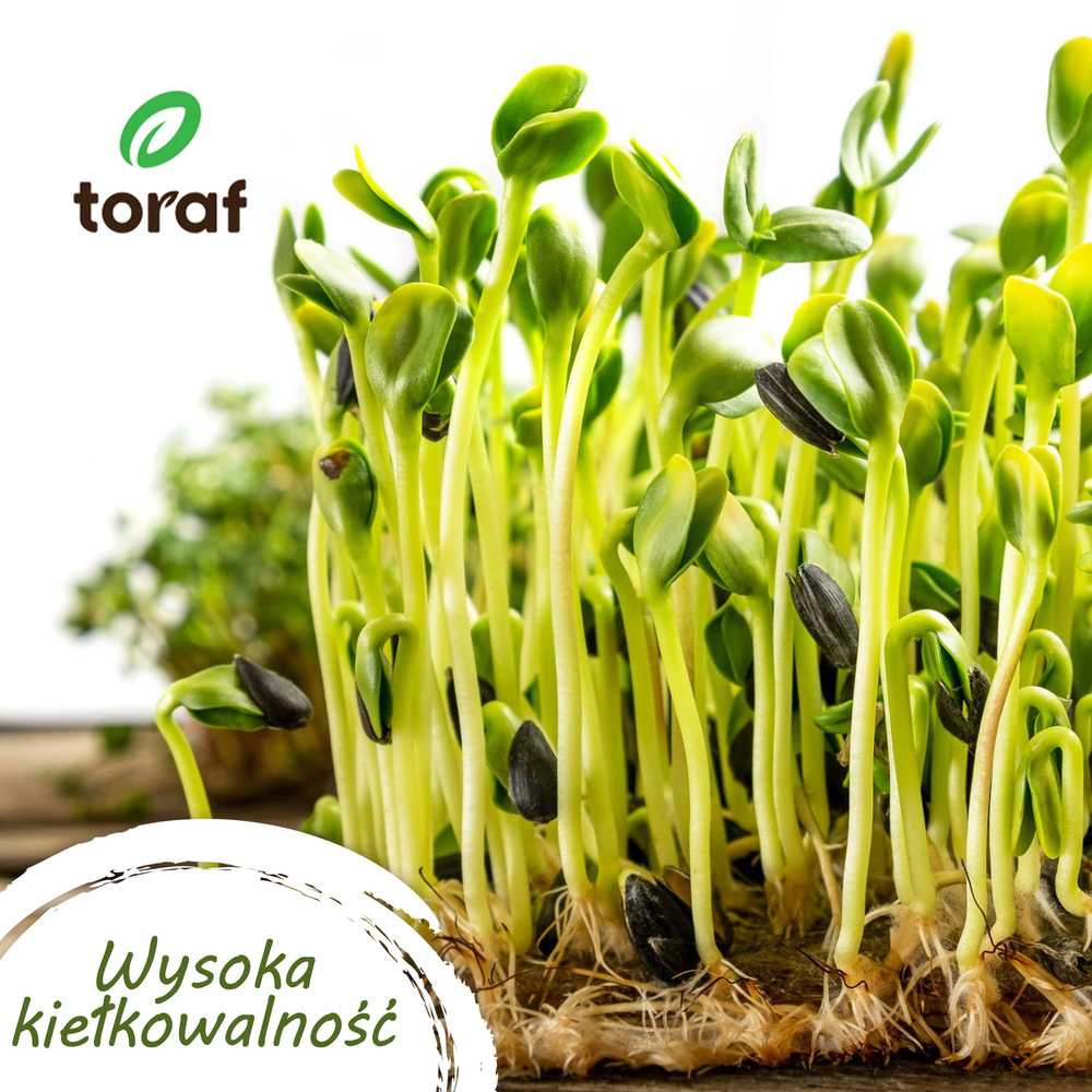 Toraf TORAF Rinkinys NASION SMAKI METAI - 7 OPAKOWAŃ