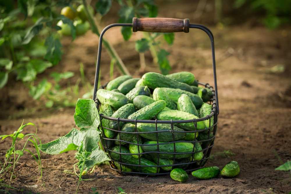 Toraf TORAF VEGETABLES Agurkas Viskonsinas SMR 58 sėklos 5g