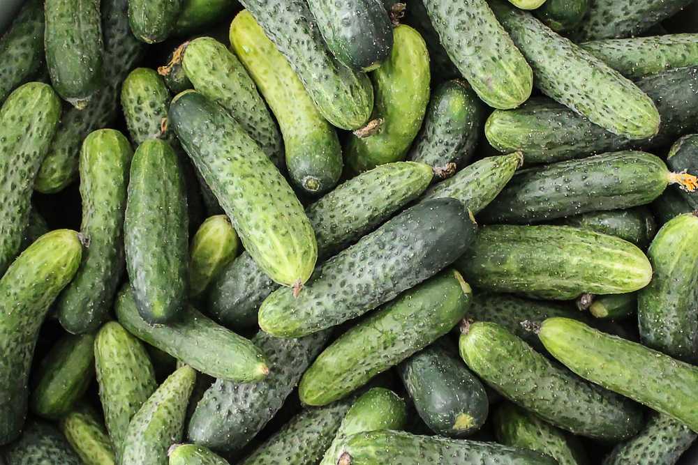 Toraf TORAF VEGETABLES Agurkas Viskonsinas SMR 58 sėklos 5g