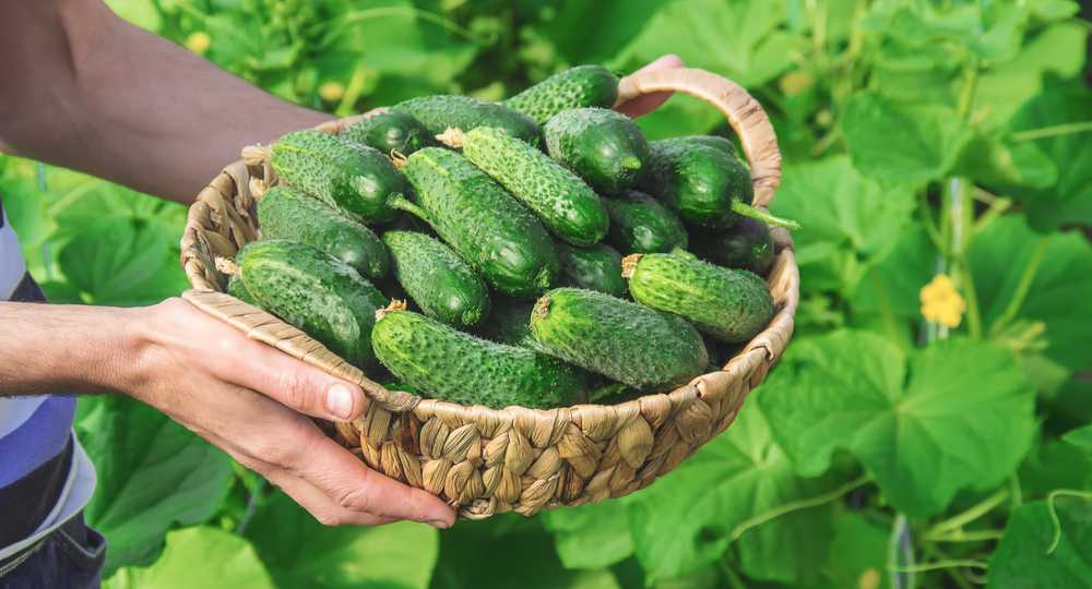 Toraf TORAF VEGETABLES Agurkas Viskonsinas SMR 58 sėklos 5g