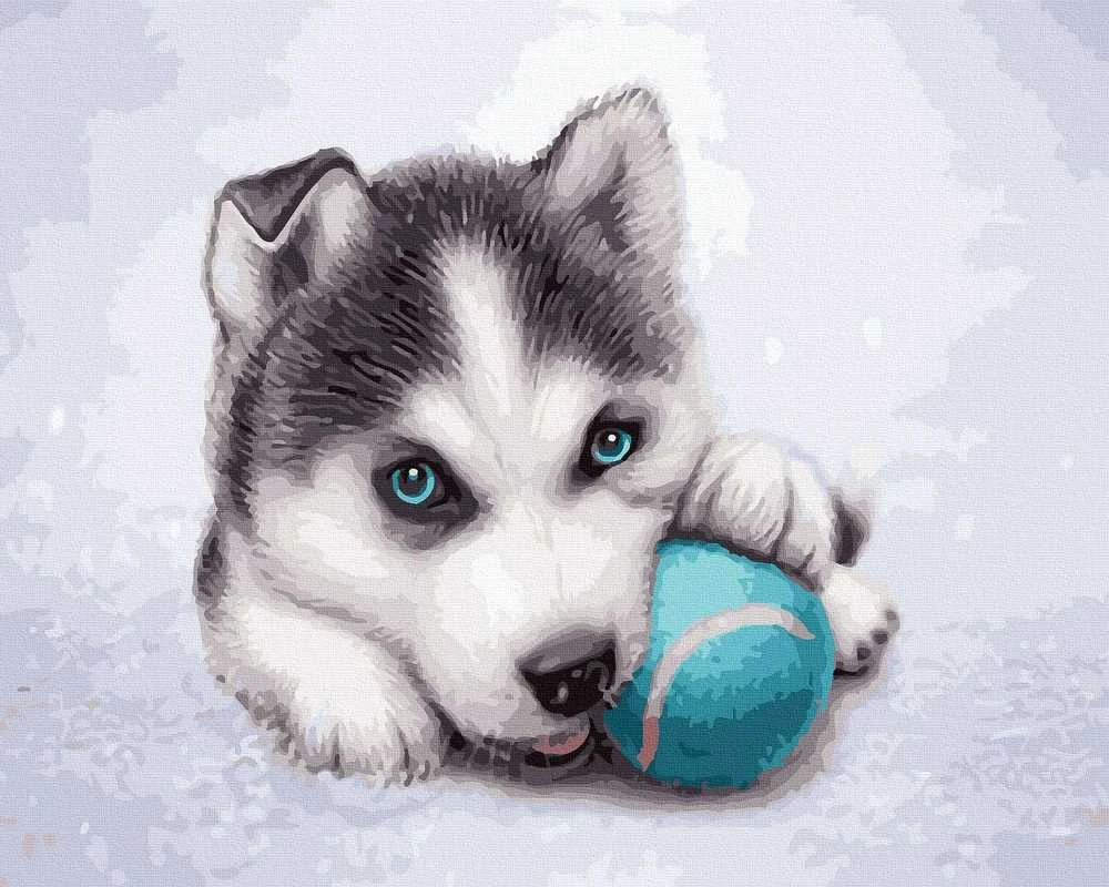 Tapyba pagal skaičius Husky šuniukas su kamuoliuku 40x50 cm