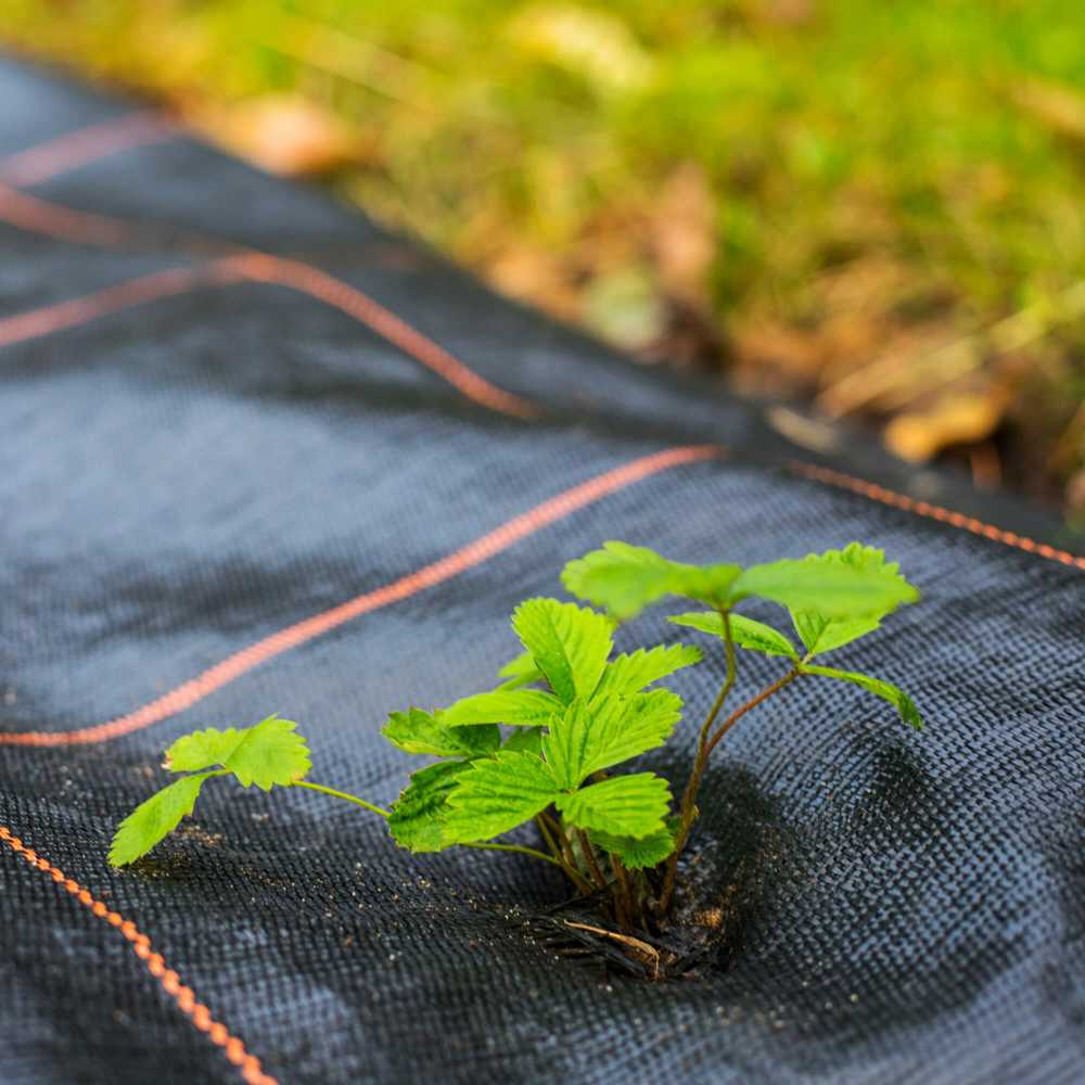 Agrotekstilė nuo piktžolių Springos 90g/m2 1,6x50 m