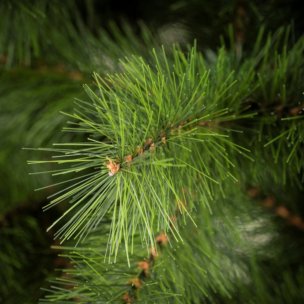 Springos dirbtinė Kalėdų pušis Nordic Pine, 210 cm, žalia — CT0278