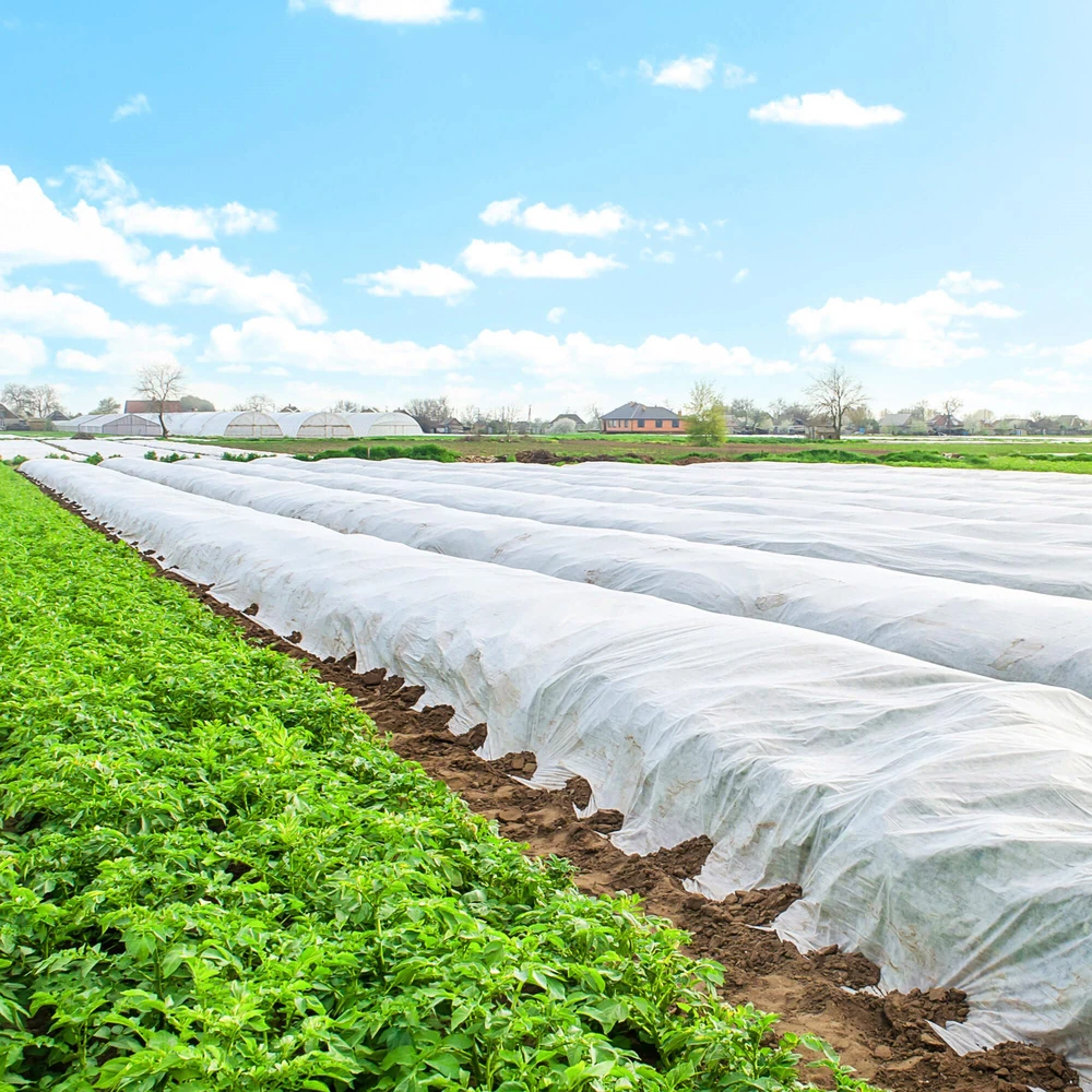 Agrotekstilė Springos AG0002, 70 g/m2, 50x1,6 m, balta