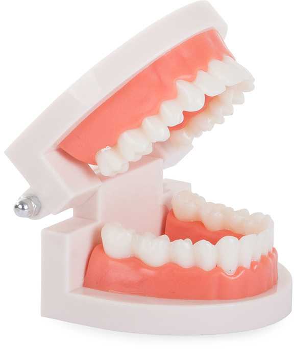 Stomatologinis modelis dantų priežiūrai, 8x6,5x5,5 cm
