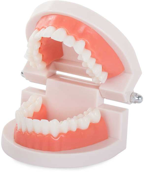 Stomatologinis modelis dantų priežiūrai, 8x6,5x5,5 cm
