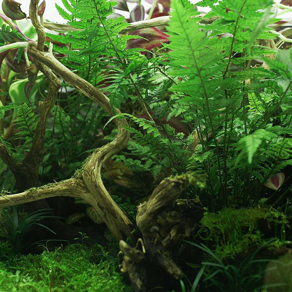 Drenažo substratas į Yokuchi Haisui bazinį terariumą - 2L