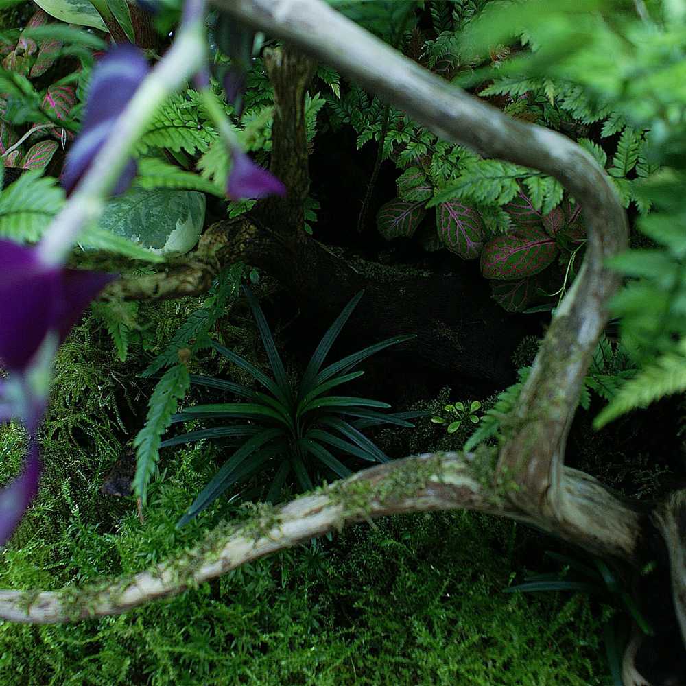 „Yokuchi Hohi Caps Terarium“ trąšų kapsulės - 10 vnt.