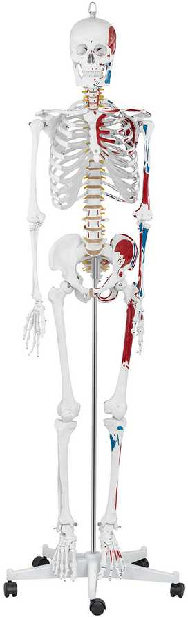 Physa Anatominis žmogaus skeleto modelis 180 cm + Anatominis plakatas