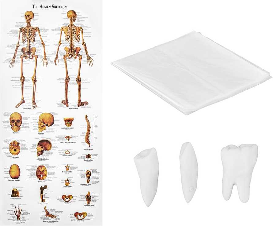 Physa Anatominis žmogaus skeleto modelis 180 cm + Anatominis plakatas