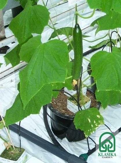 Klasika Garden Laistymo sistema KLASIKA DROP 8 m. ilgio šiltnamiui
