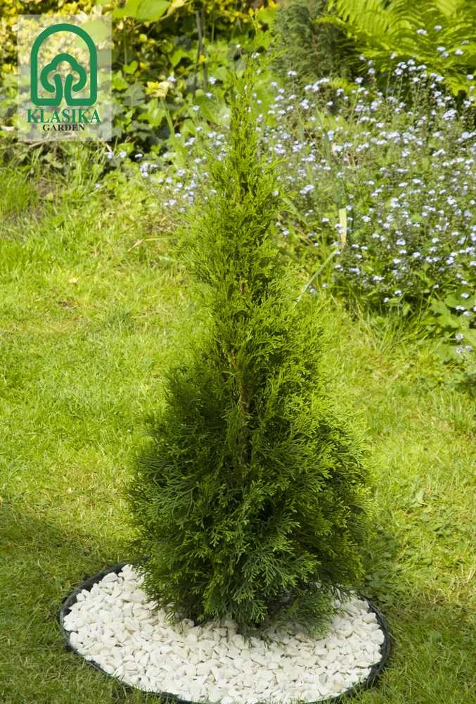 Plastikinis vejos bortas, žalias 80 cm