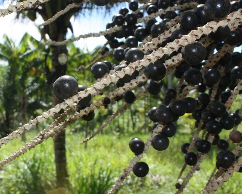 Ekologiškas aliejinės kopūstpalmės (acai) uogų aliejus, 50 ml