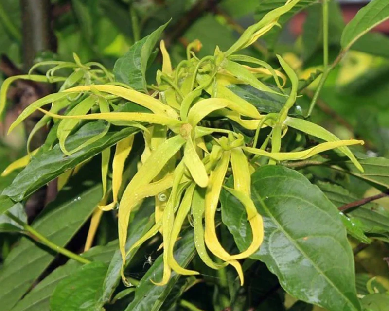 Ekologiškas kanangų (ylang ylang) eterinis aliejus, 10 ml