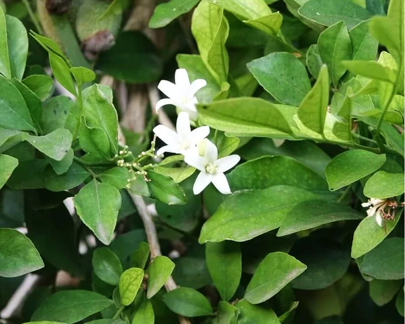 Ekologiškas Neroli eterinis aliejus, 10 ml